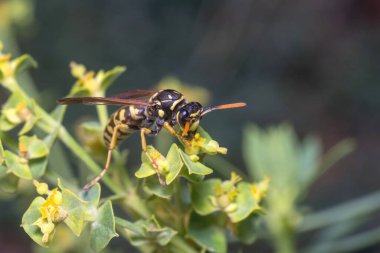 Dişi Polistes Dominula eşekarısı yeşil bir yaprağa tırmanıyor