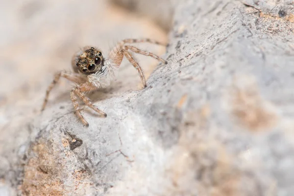 Female Menemerus semilimbatus spider staring from a rock — Stock Photo, Image