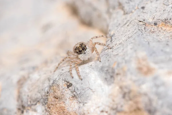 암 Mperonus semilimbatus 거미가 바위에서 응시하고 있다 — 스톡 사진