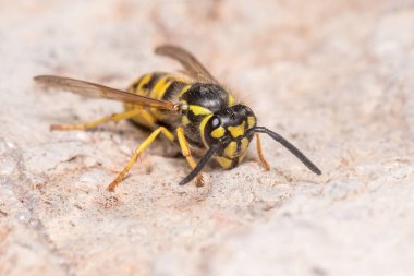 Vespula germanica eşekarısı bir kayanın üzerinde poz verdi