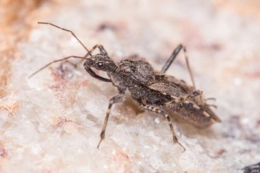 Suikastçı böcek, Coranus Griseus, bir kayanın üzerinde avını arıyor.