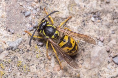 Beton bir duvara Vespula germanica eşekarısı poz verdi
