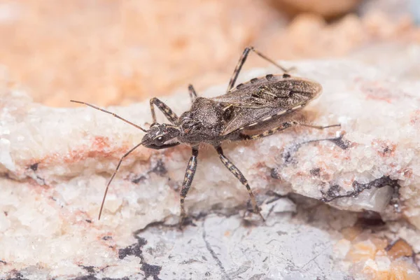 Assassin bug, Coranus griseus, walks on a rock looking for preys — Stock Fotó
