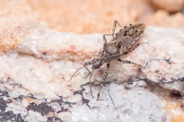 Assassin bug, Coranus griseus, walks on a rock looking for preys — Foto de Stock