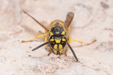 Vespula germanica eşekarısı bir kayanın üzerinde poz verdi
