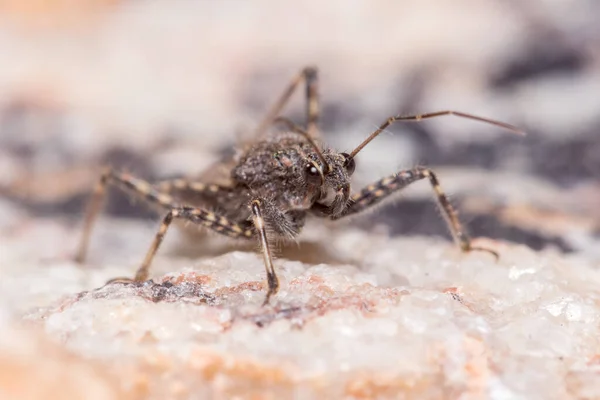 Assassin bug, Coranus griseus, walks on a rock looking for preys — Stock Fotó