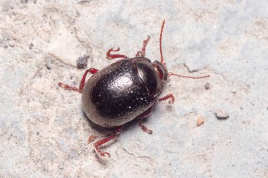 Chrysolina Bankii güneşin altındaki bir kayanın üzerinde yürüyor. Yüksek kalite fotoğraf