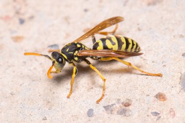 Polistes Dominula eşekarısı beton zeminde antenini temizliyor