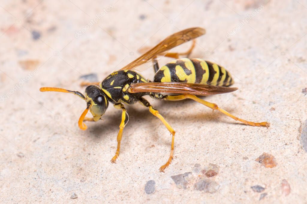 Polistes dominula wasp cleaning her antennae on a concrete floor