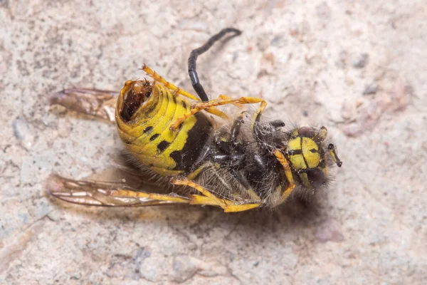 Ölü Vespula Germanica eşek arısı güneşin altındaki bir kayanın üzerinde yatıyor.