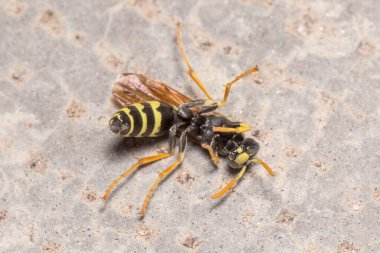 Ölen Polistes Dominula eşekarısı beton zeminde yürüyor