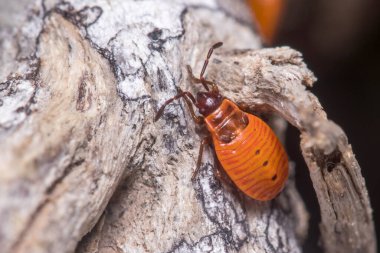Güneşli bir günde Pyrrhocoris apterus 'un perisi bir bitkinin gövdesine poz vermiş.
