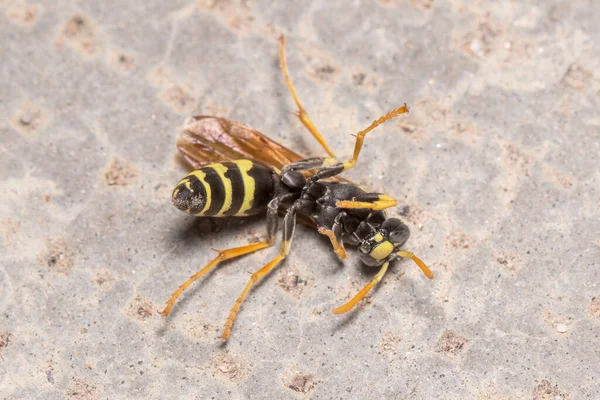 Ölen Polistes Dominula eşekarısı beton zeminde yürüyor