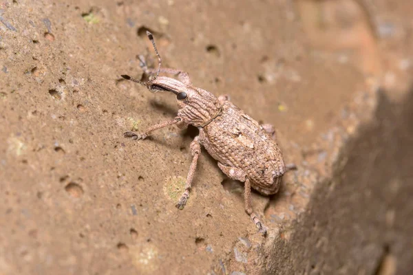 Rhytideres plicatus weevil walking on a concrete wall under the sun — Stok fotoğraf