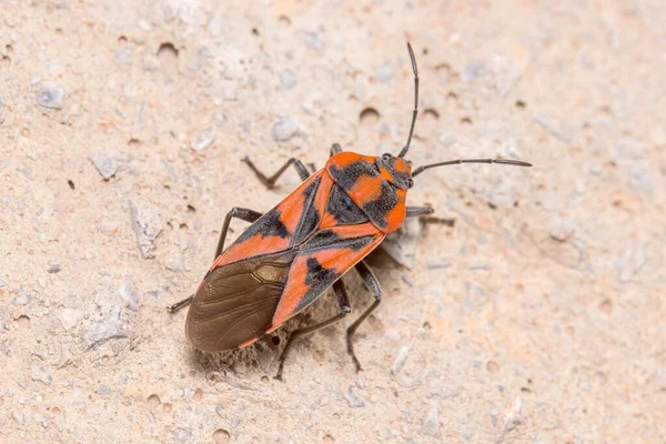 Spilostethus furcula bug walking on a concrete floor — Foto Stock