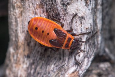 Güneşli bir günde Pyrrhocoris apterus 'un perisi bir bitkinin gövdesine poz vermiş.