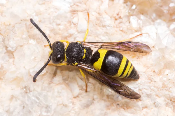 Ancistrocerus sp. avispa posó sobre una roca en un día soleado — Foto de Stock