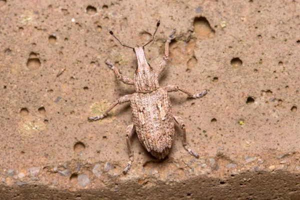 Rhytideres plicatus weevil sétál a betonfalon a nap alatt — Stock Fotó