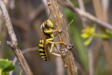 Polistes dominula eşekarısı bir dala tırmanıyor