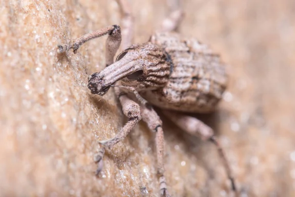 Rhytideres plicatus weevil berjalan di dinding beton di bawah matahari — Stok Foto