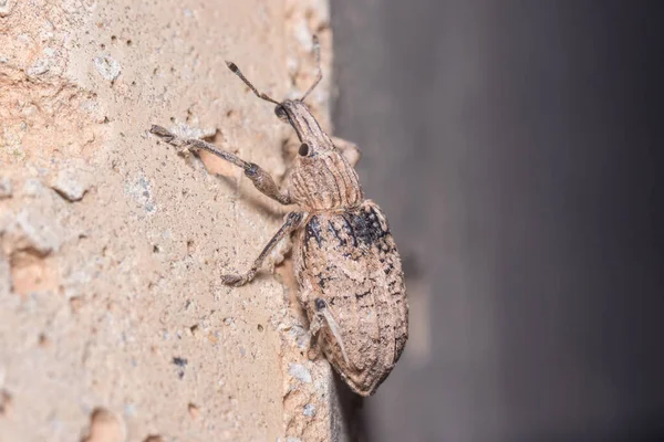 Rhytideres Plicatus Weevil Egy Betonfalon Sétál Nap Alatt Kiváló Minőségű — Stock Fotó