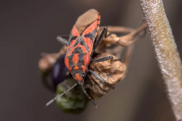 Spilostethus Furcula Bug Andando Uma Planta Foto Alta Qualidade — Fotografia de Stock
