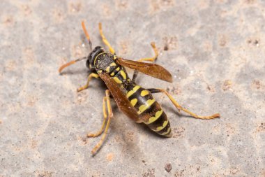 Ölen Polistes Dominula eşekarısı beton zeminde yürüyor. Yüksek kalite fotoğraf