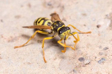 Dominula yaban arısı, beton zeminde antenini temizliyor. Yüksek kalite fotoğraf