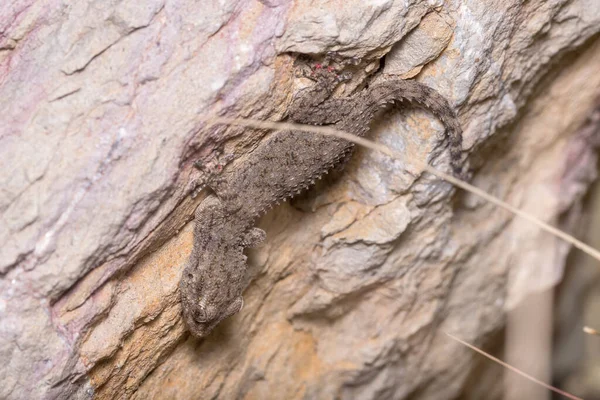 Tarentola Mauritanica Common Wall Gecko Posed Rock Sunny Day High —  Fotos de Stock