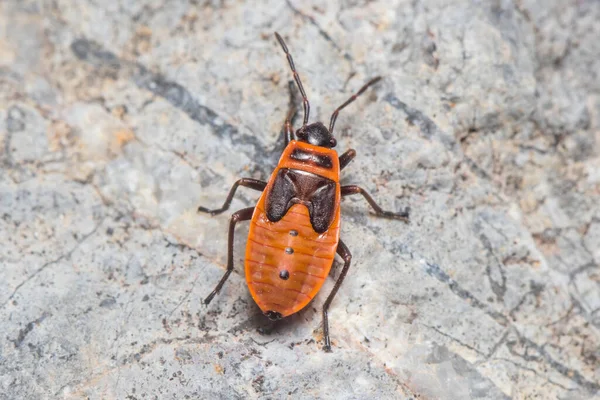 Nymph Pyrrhocoris Apterus Walking Rock Sunny Day High Quality Photo — Stok fotoğraf