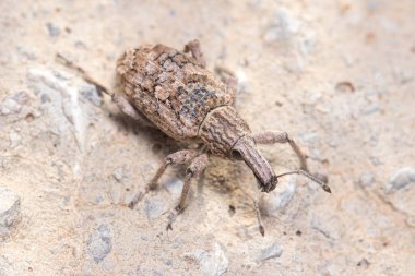 Rhytideres plicatus weevil güneşin altındaki beton duvarda poz verdi. Yüksek kalite fotoğraf