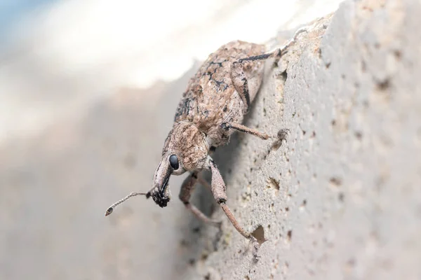 Rhytideres Plicatus Weevil Posed Concrete Wall Sun High Quality Photo — Stock Fotó