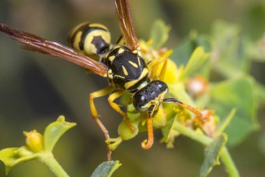 Polistes Dominula eşekarısı yeşil bir yaprağın üzerinde yürüyor ve tırmanıyor. Yüksek kalite fotoğraf