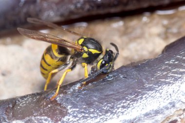 Vespula germanica wasp cutting pieces from a dead fish. High quality photo