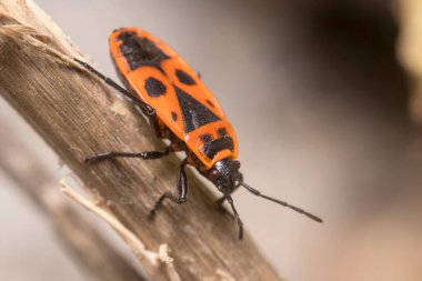 Pyrrhocoris apterus walking on a branch on a sunny day. High quality photo
