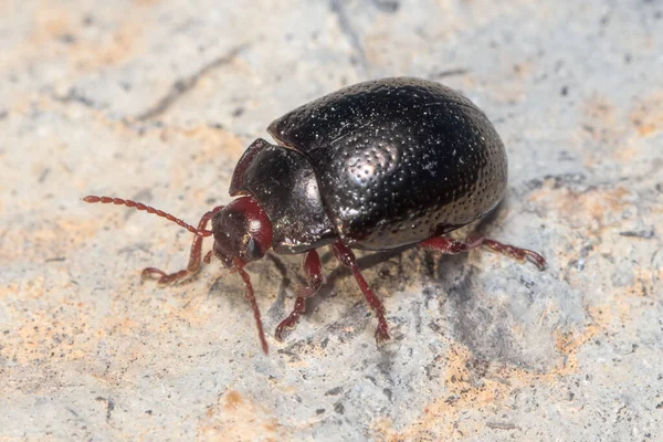 Chrysolina bankii walking on a rock on a sunny day. High quality photo