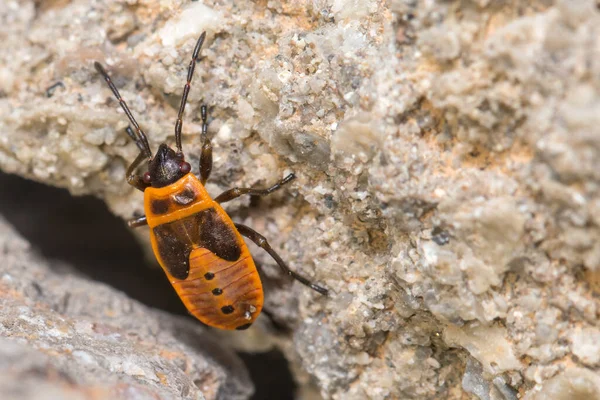 Nymph Pyrrhocoris Apterus Walking Rock Sunny Day High Quality Photo — Foto Stock