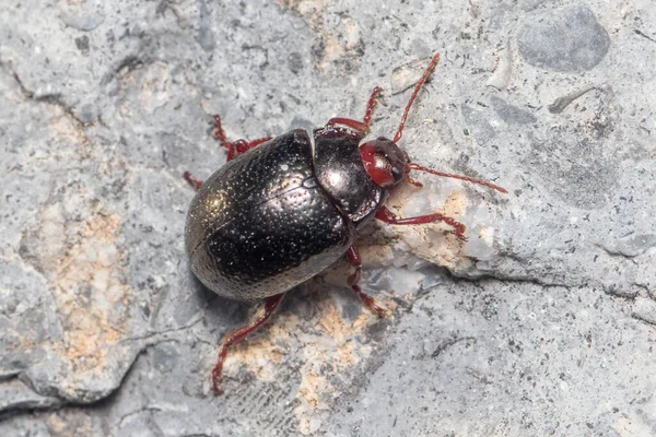 Chrysolina Bankii Walking Rock Sunny Day High Quality Photo — ストック写真