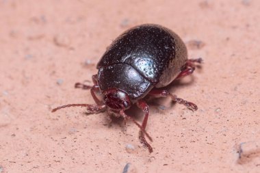 Chrysolina bankii walking on a concrete wall on a sunny day. High quality photo