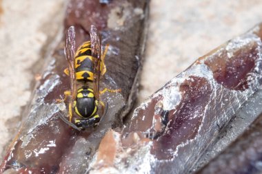 Vespula germanica wasp cutting pieces from a dead fish. High quality photo