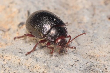 Chrysolina bankii walking on a rock on a sunny day. High quality photo
