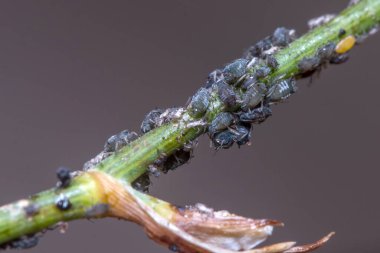 Colony of black bean aphids, Aphis fabae. High quality photo