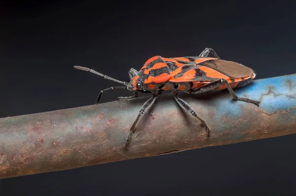 Spilostethus furcula bug posed on a metal fence. High quality photo