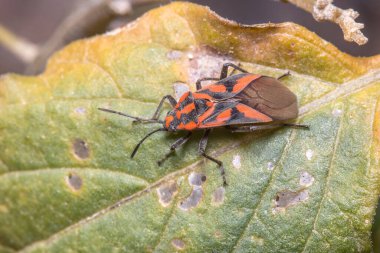 Spilostethus furcula bug walking on a plant. High quality photo