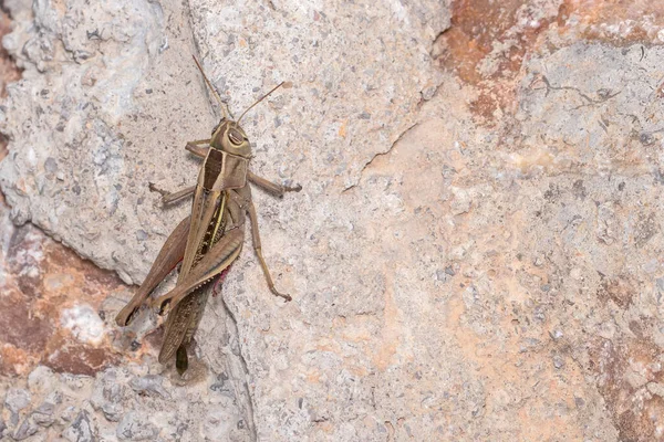 Lamenting Grasshopper Eyprepocnemis Plorans Posed Rock Sun High Quality Photo — Stock Photo, Image