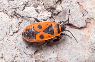 Pyrrhocoris apterus güneşli bir günde bir kayanın üzerinde poz verdi. Yüksek kalite fotoğraf