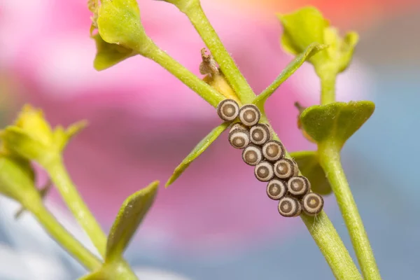 Œufs Eurydema Ventralis Bouclier Bug Sur Une Plante Verte Sous — Photo