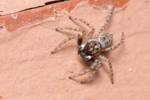 Αρσενικό Menemerus Semilimbatus Αράχνη Κοιτάζοντας Από Έναν Τοίχο Υψηλής Ποιότητας — Φωτογραφία Αρχείου
