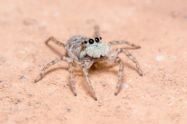 Mujer Menemerus Semilimbatus Araña Mirando Desde Una Pared Foto Alta — Foto de Stock