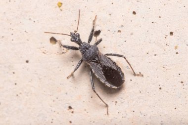 Suikastçı böcek, Coranus Niger, bir kayanın üzerinde av arıyor. Yüksek kalite fotoğraf